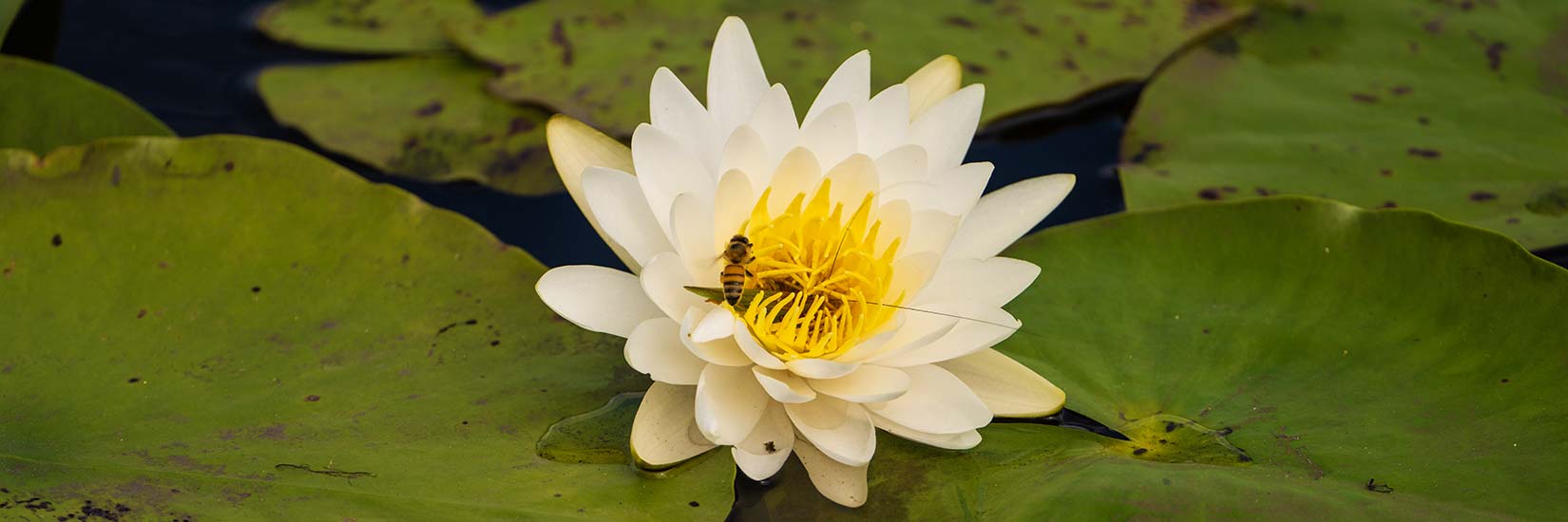 Bee on a Water Lilly at Deering Park