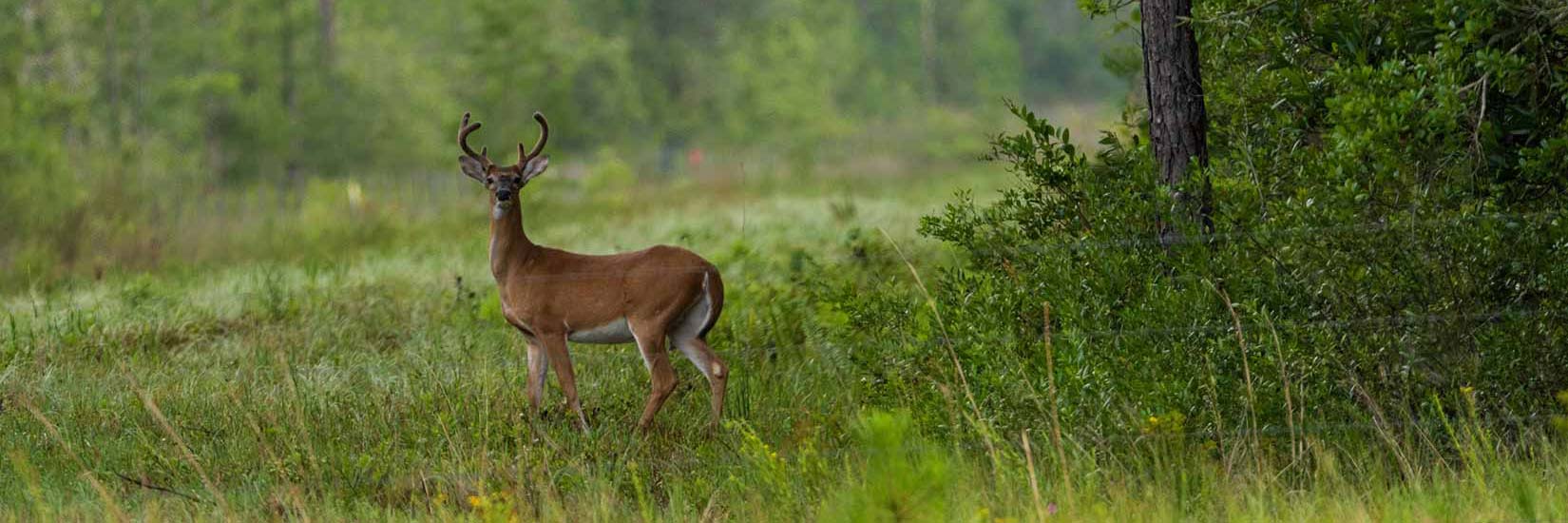 Deer and Other Wildlife Abound Around Deering Park