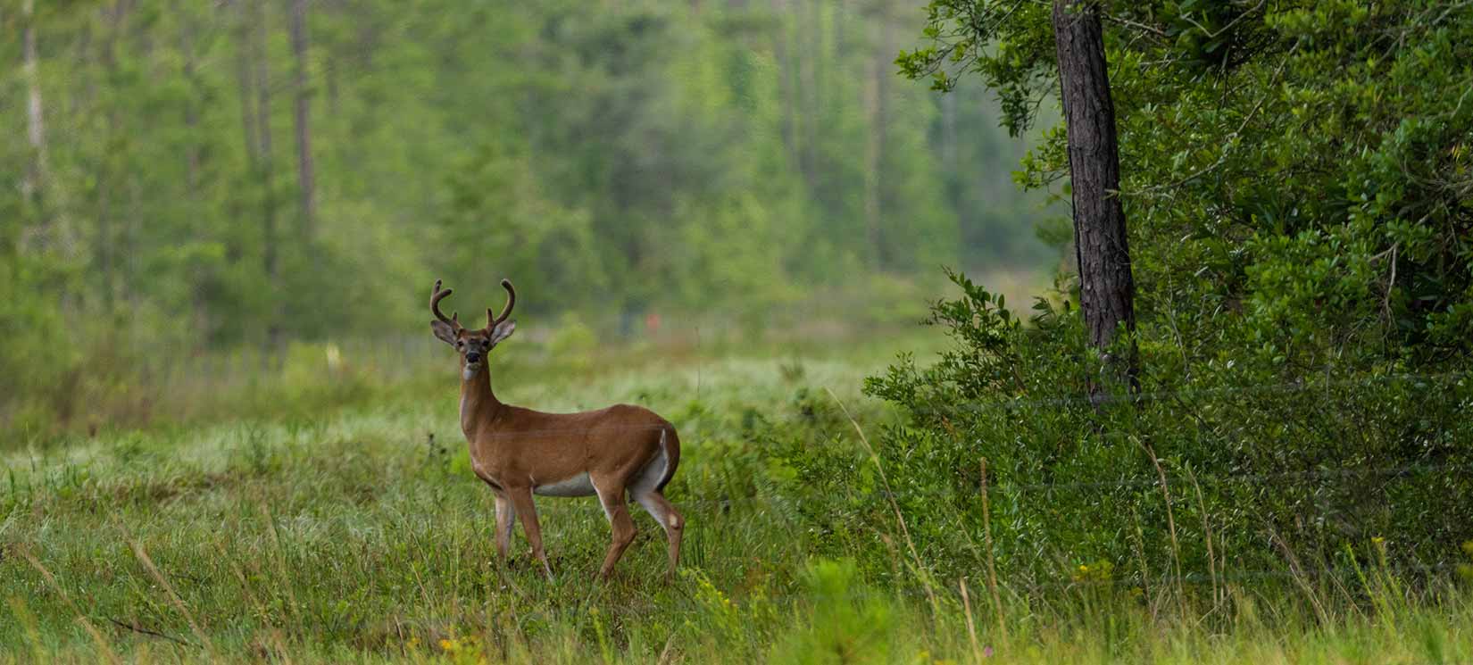 Deering Park lifestyle Master Planned Community - Stormwater Management Wetlands Program